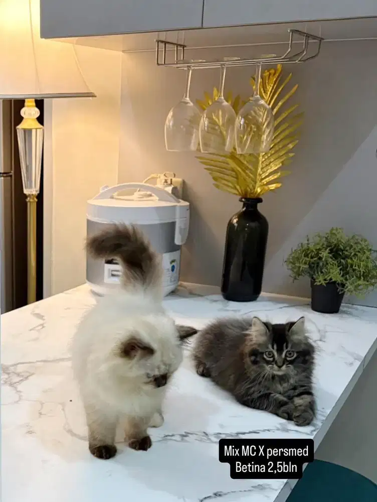 Mix Mc betina 2,5bln