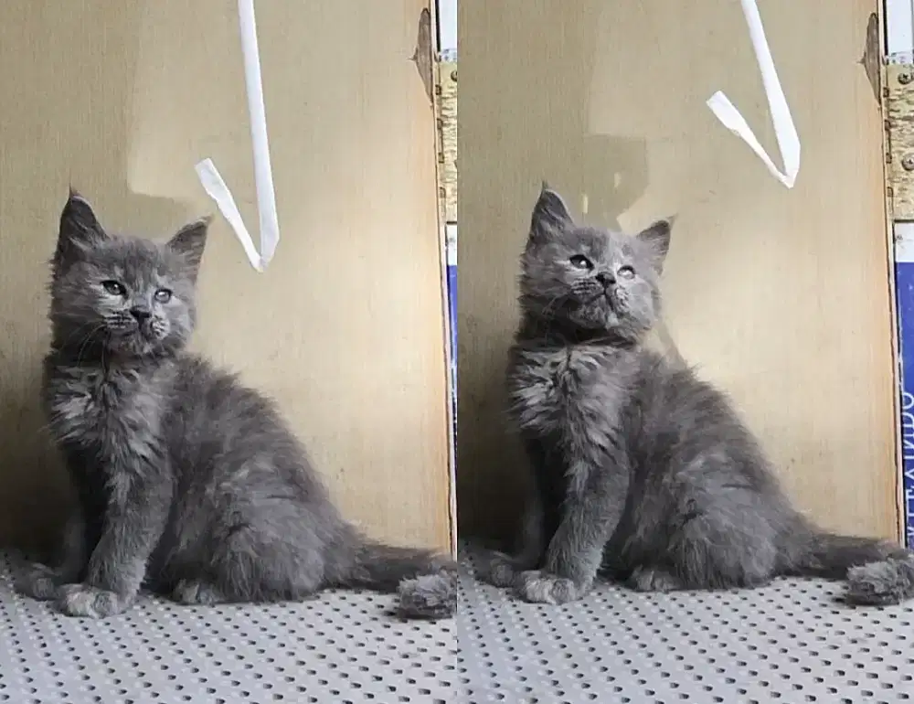 Kitten mainecoon 2bulan