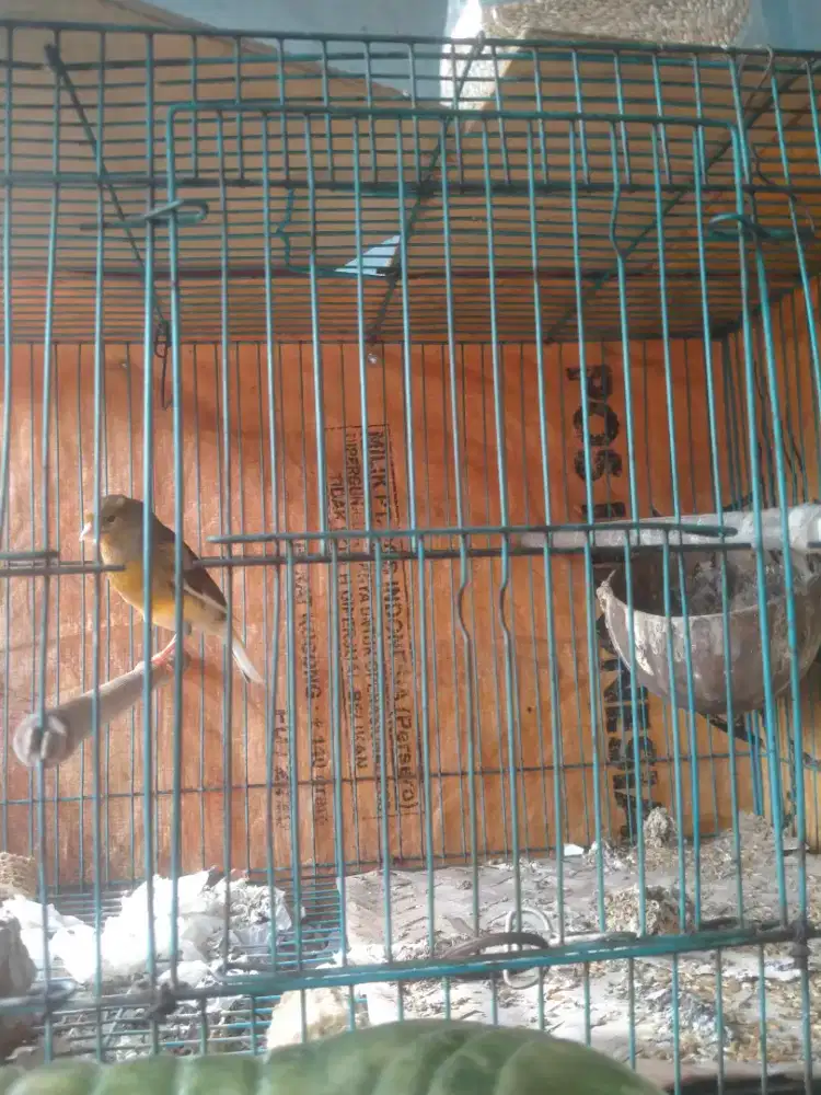 jual burung kenari af