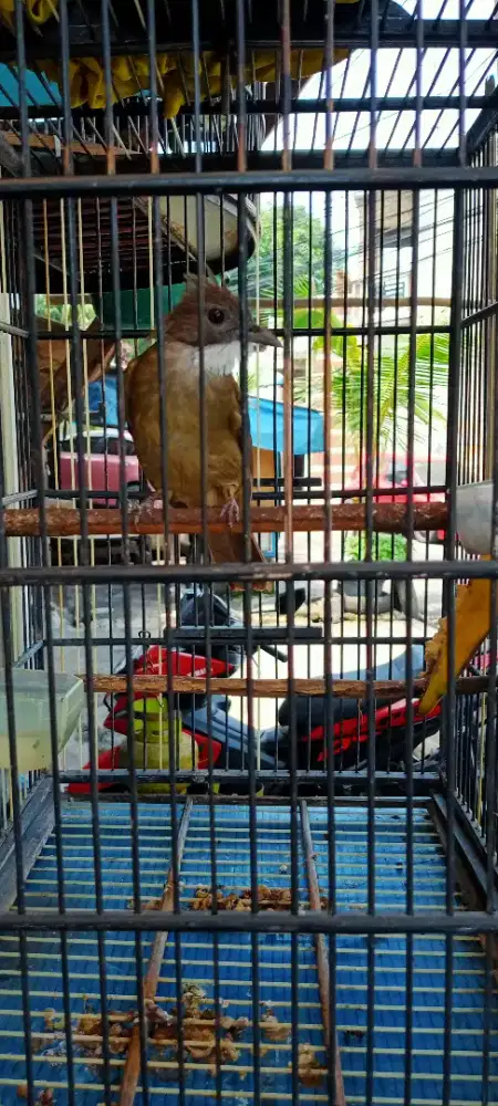 Jenggot Jawa mantap buat masteran.