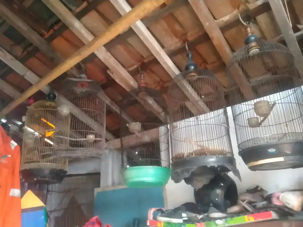 kandang burung bulet