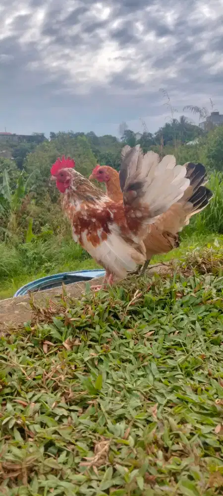 Ayam Kate, sepasang