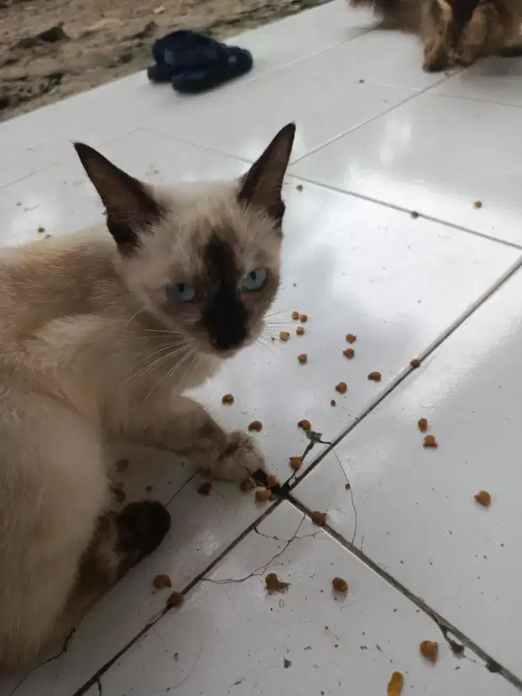 Kucing lincah jinak manja