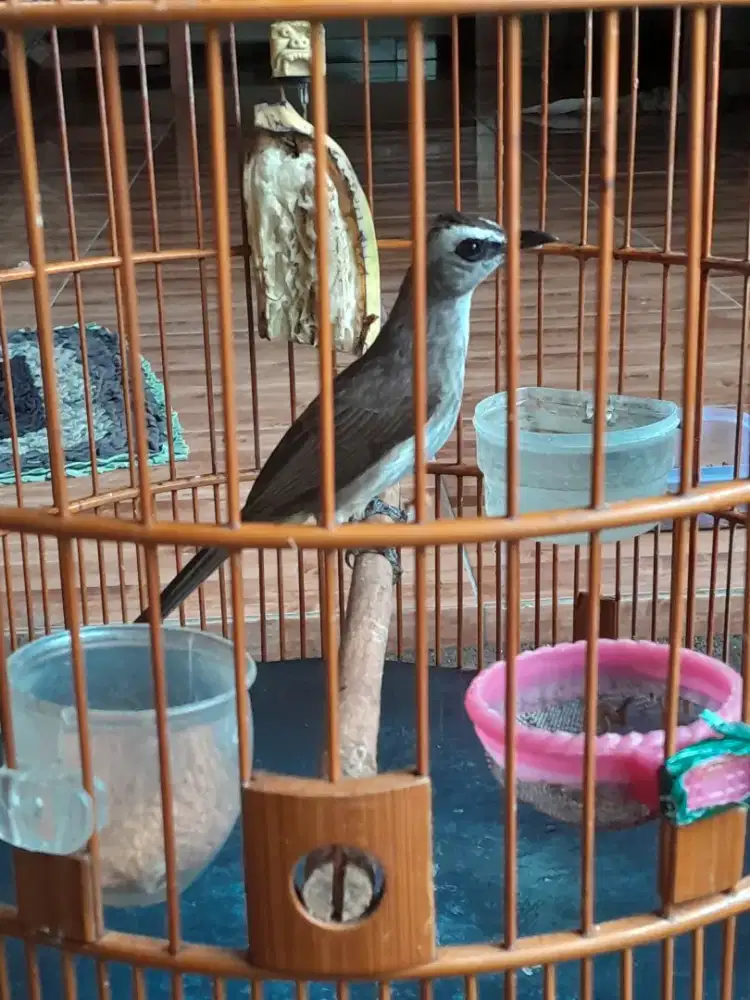 Trotokan ropel bandul panjang lagu lelah