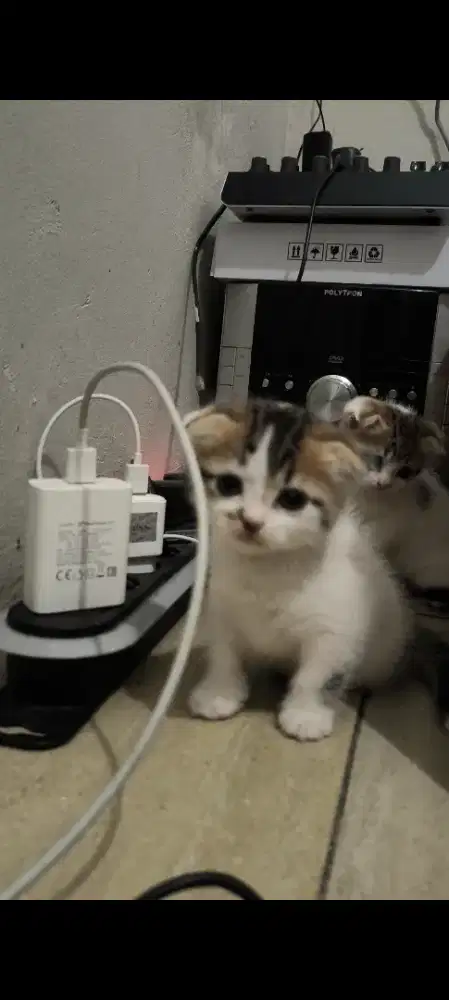 Kucing Scottish fold