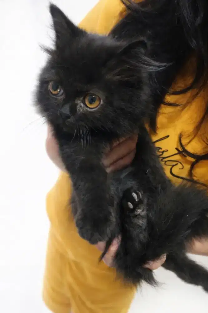 Kucing Persia Himalaya (mixed)