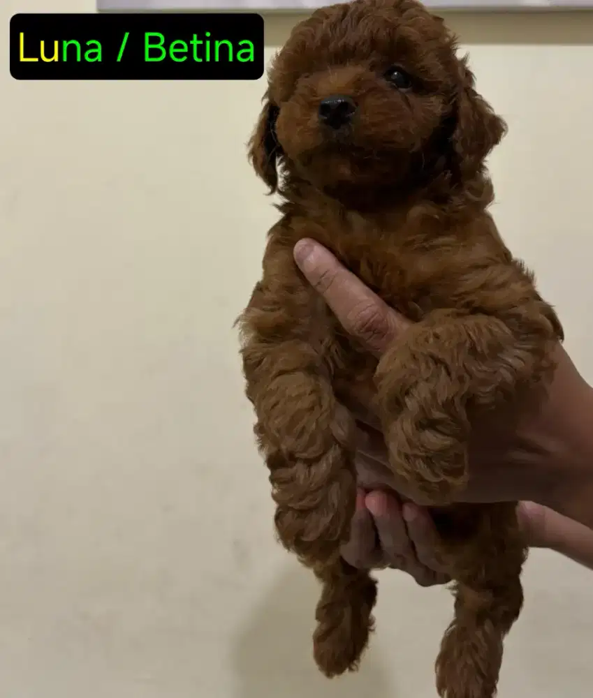 Open Adopsi Toy Poodle Jantan Dan betina Usia 2 bulan