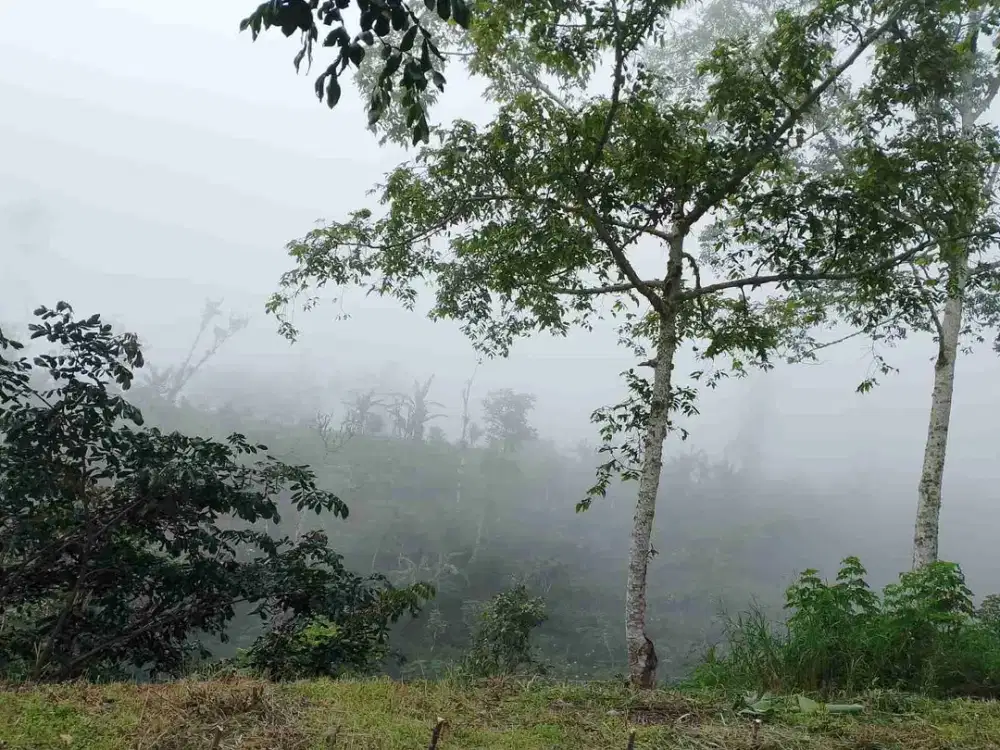 Tanah View Laut dan Lembah di Wanagiri Singaraja Bali