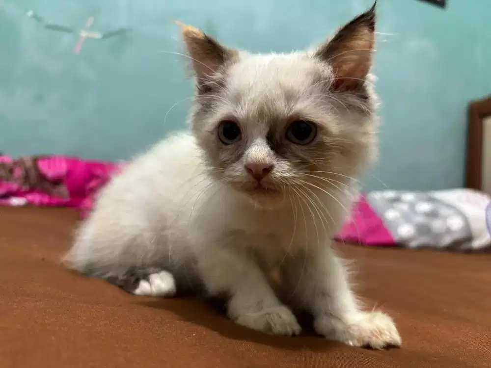 Kucing persia kitten mix peaknose anggora