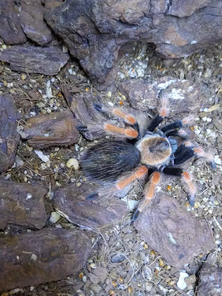 Tarantula sudah gede