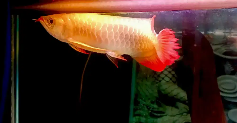 Ikan Arwana Super Red