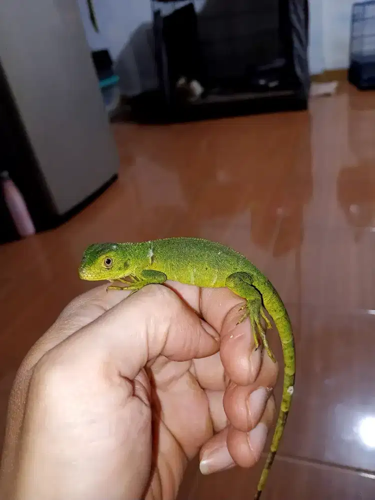Iguana green baby
