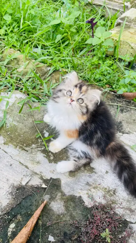 Jual kitten,persia long hair, umur 2.5 bulan, 3 warna