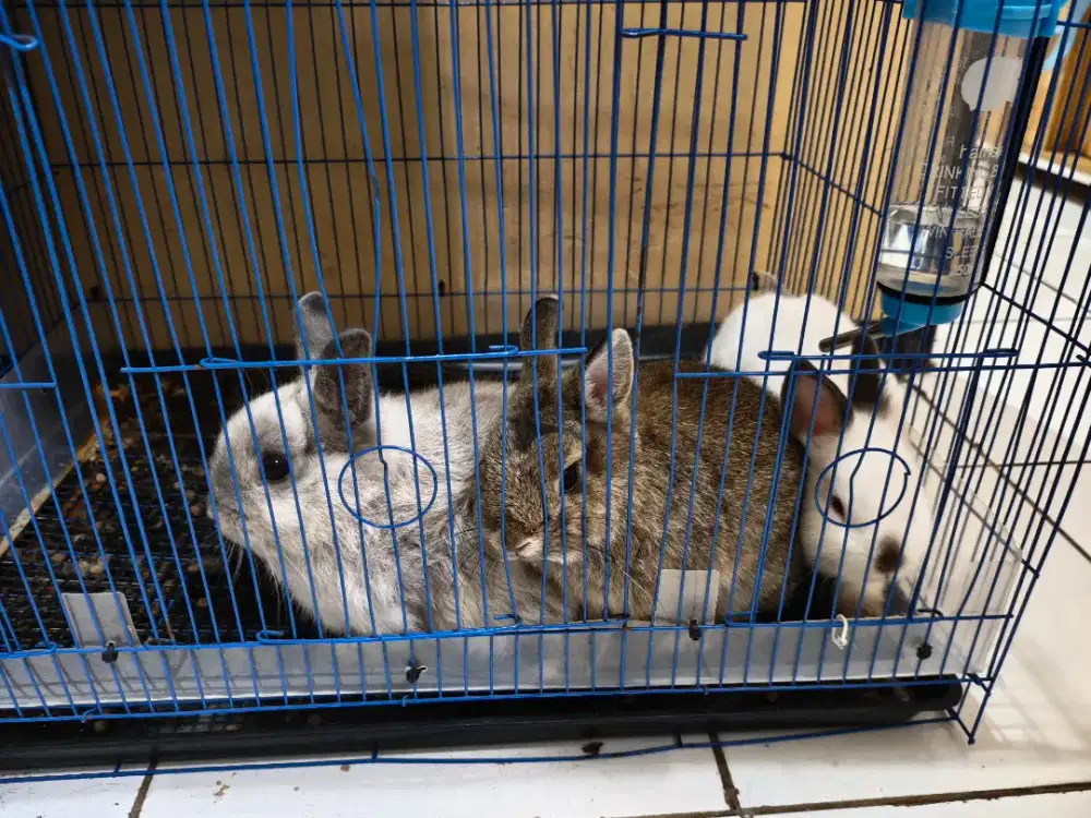 Kelinci Netherland dwarf