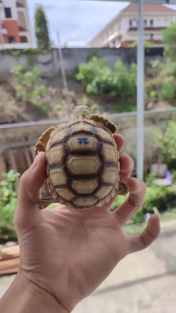 Kura kura darat/sulcata