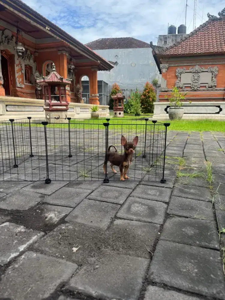 Chihuahua Jantan Stambun umur 3,5 bln