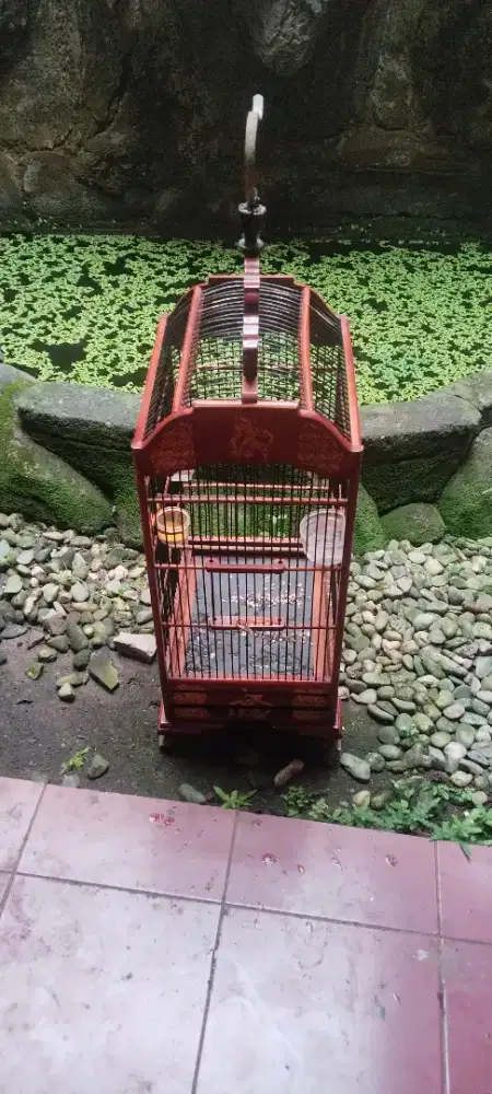 Jual burung cipow ( sirtu ) FS