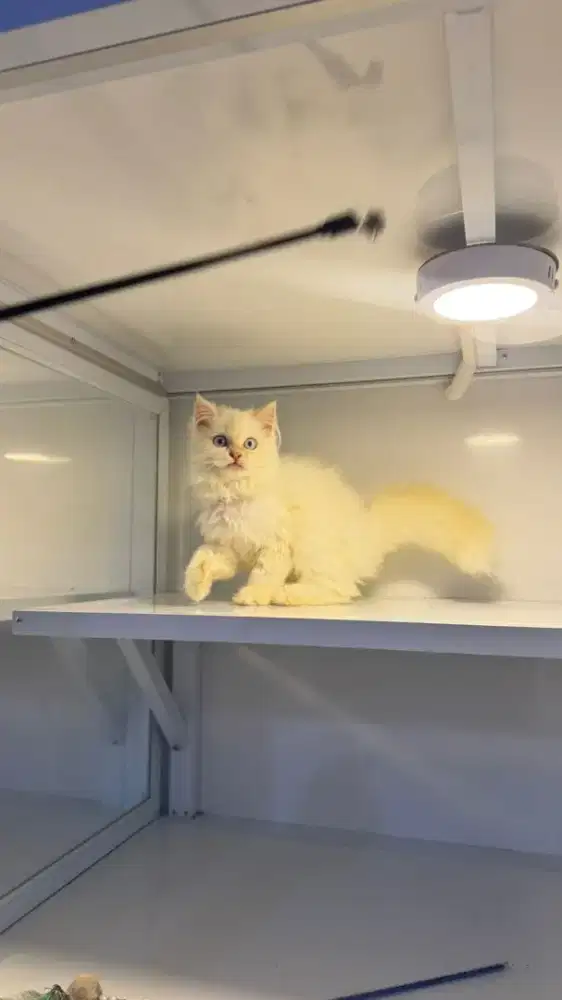 Kitten persia white solid super gembul dan gandut