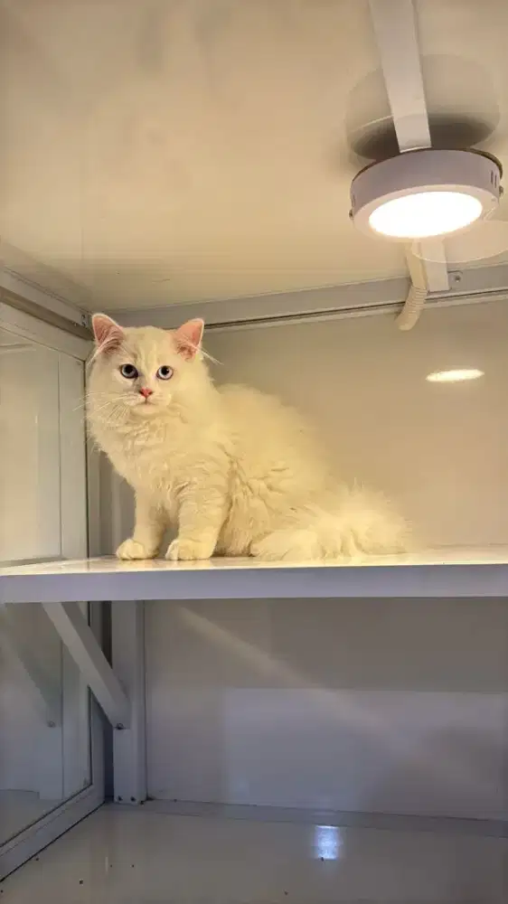 Kucing persia jantan dan betina 3-4 bulan