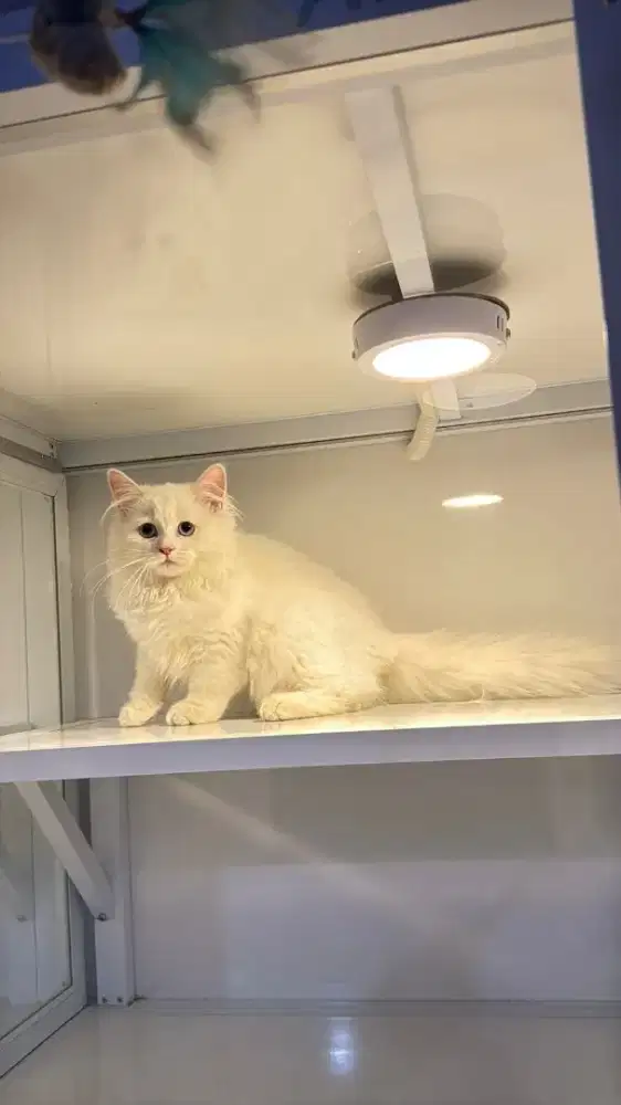 Kucing persia jantan dan betina gendut