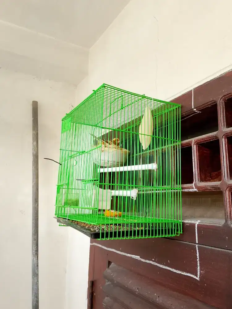 Betina telur gemuk siap 1000% ternak