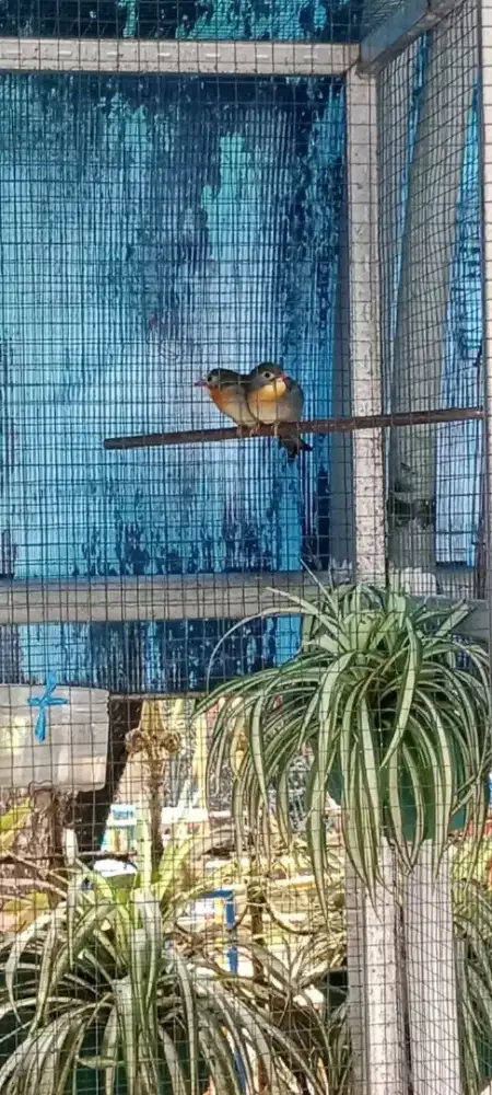 Jual pasangan burung rubin sudah mesra