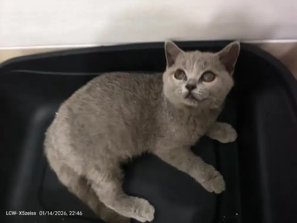 BSH betina 4 month (nego)