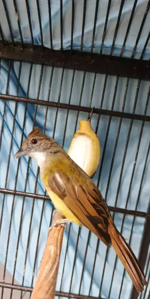 Jual burung cucak jenggot jawa gacor