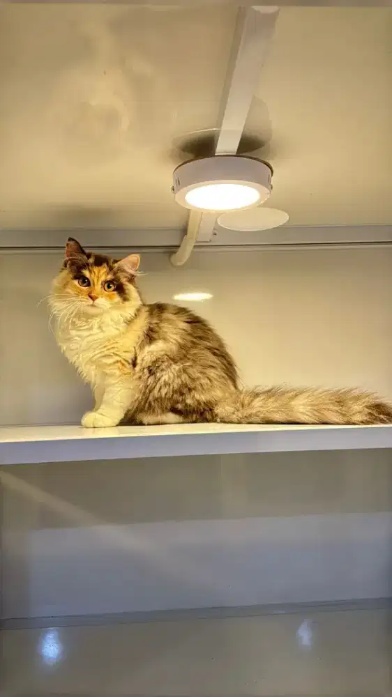 Kucing persia super gendut dan gembull