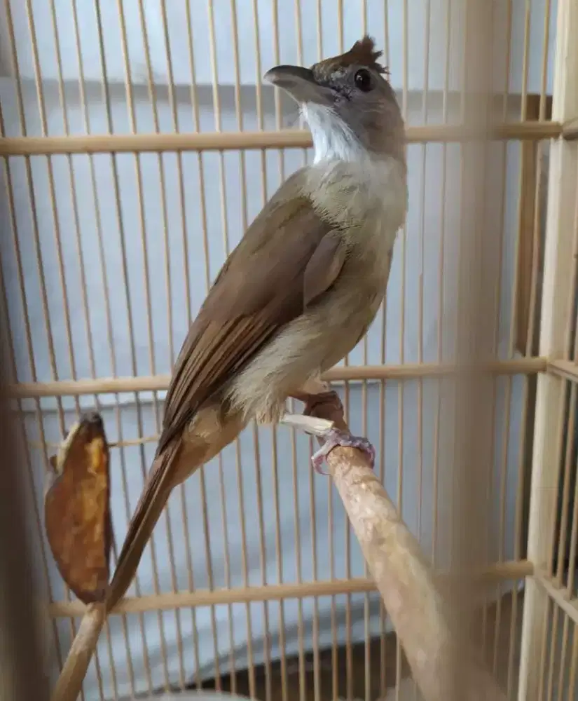 Jual burung kapas tembak gacor