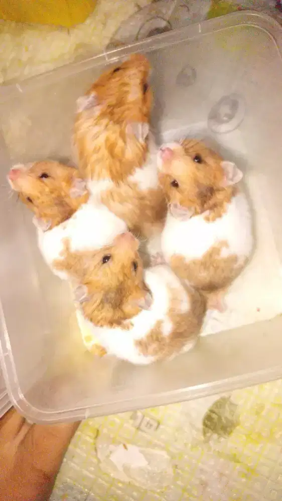 Hamster syrian per ekor /sepasang