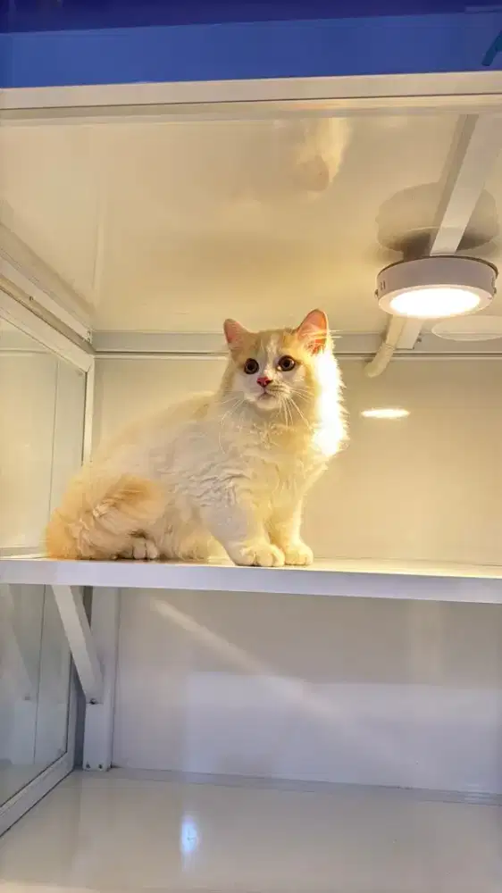 Kucing persia jantan dan betina 3-4 bulan