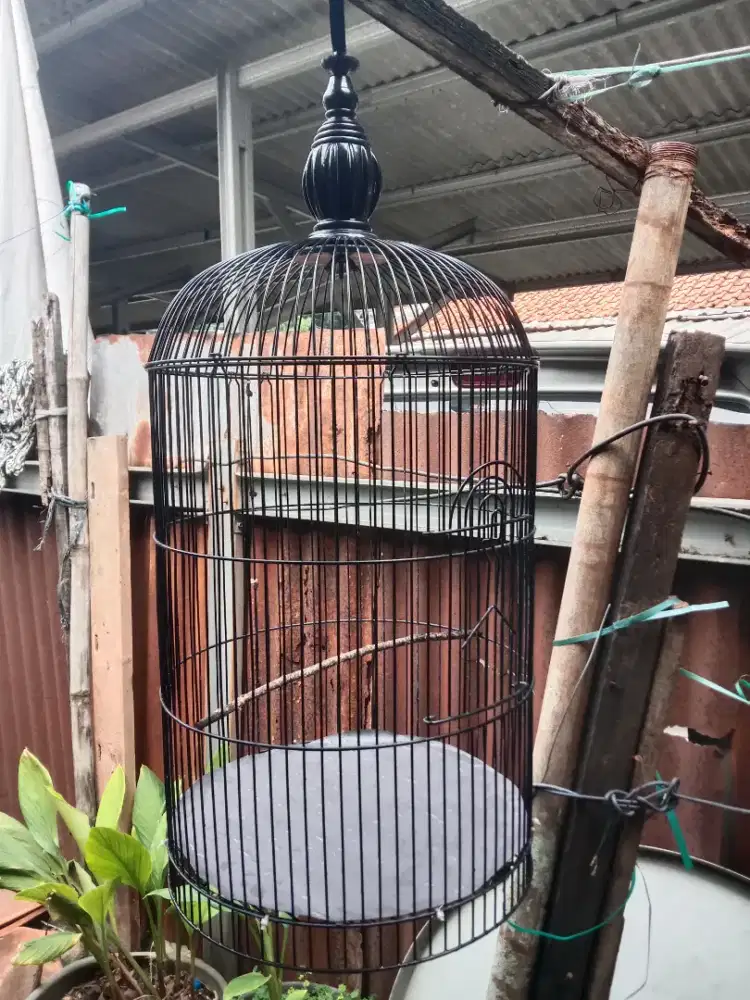 Kandang lovebird