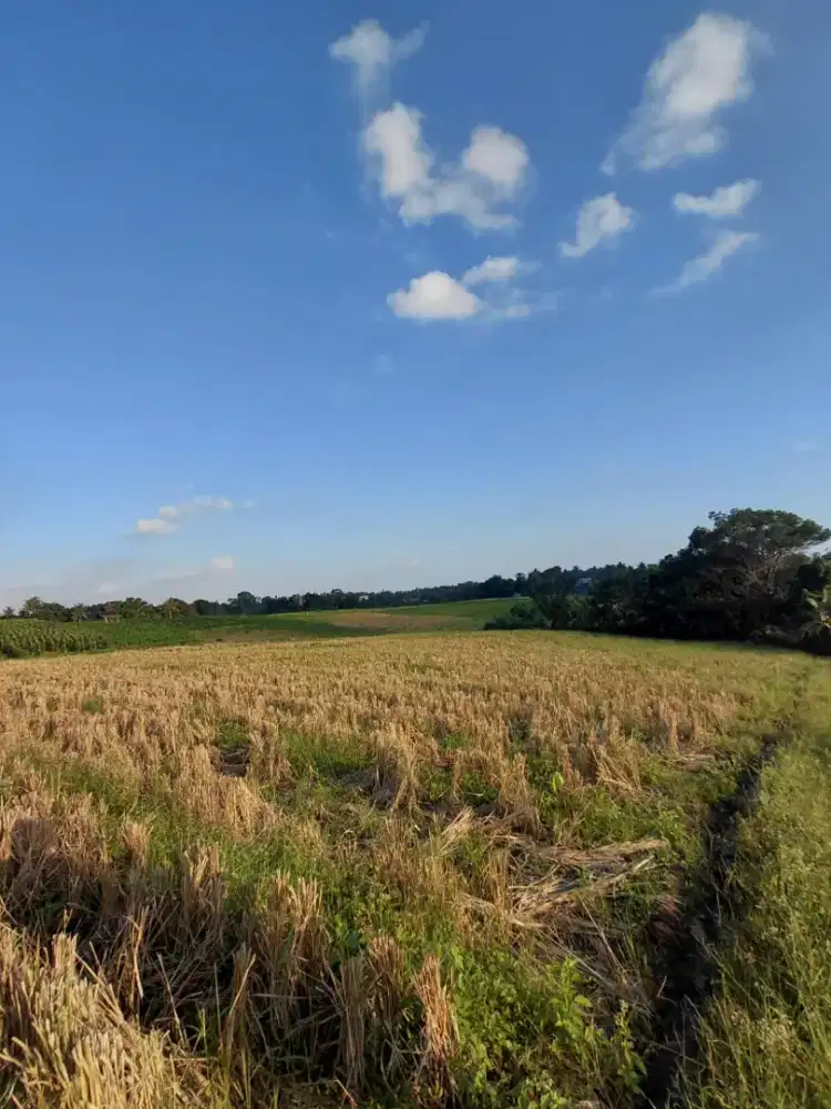 Dijual Tanah dngn Pemandangan Sawah Dekat Pantai Beraban,Tabanan, Bali