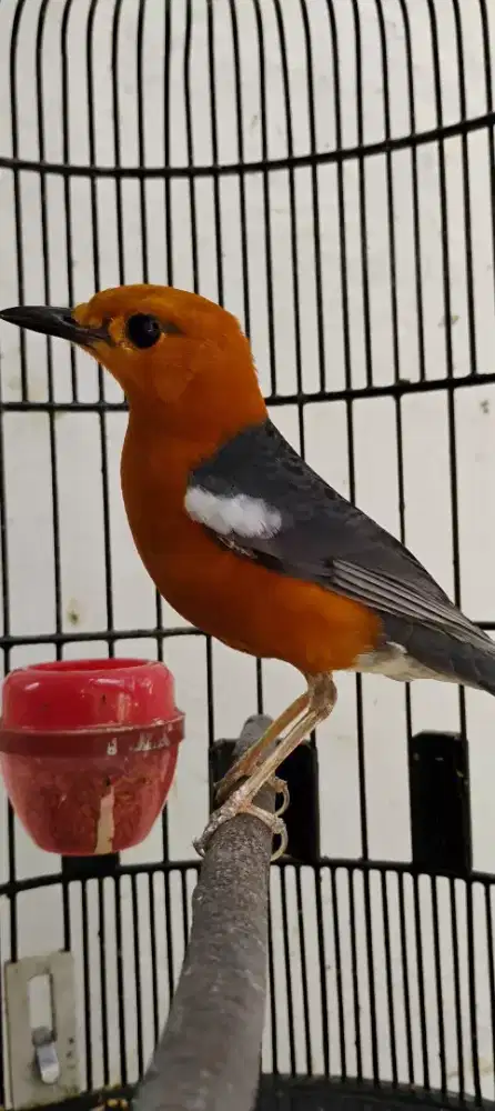 Anis merah muda hutan asli jawa barat blm bunyi