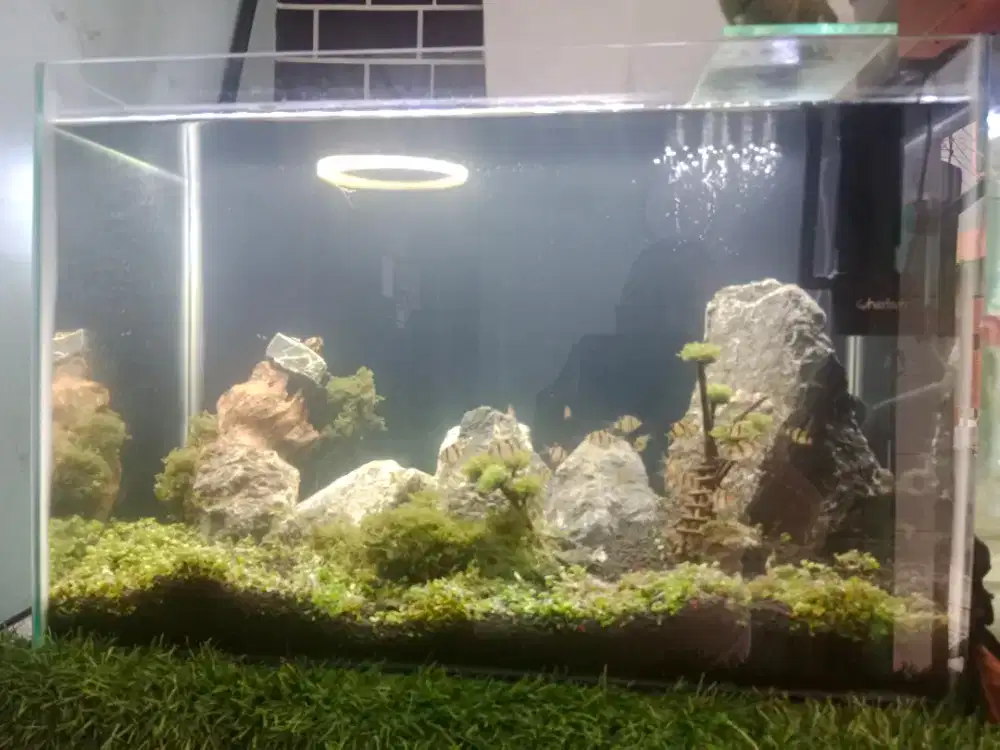 Jual aj edisi pindah