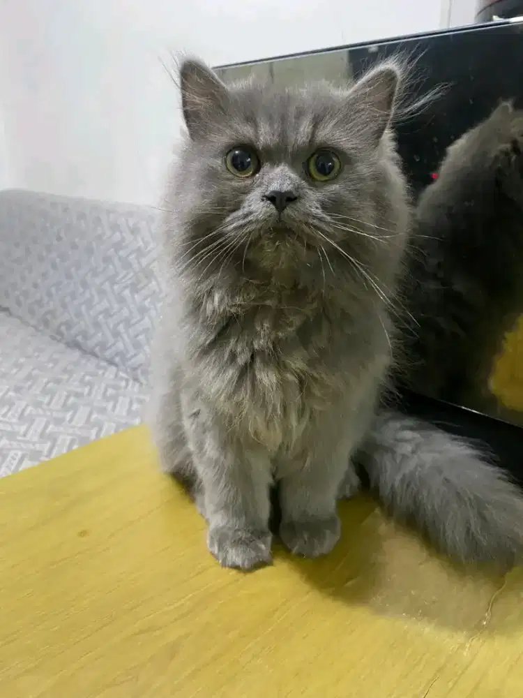 Kucing abu persia