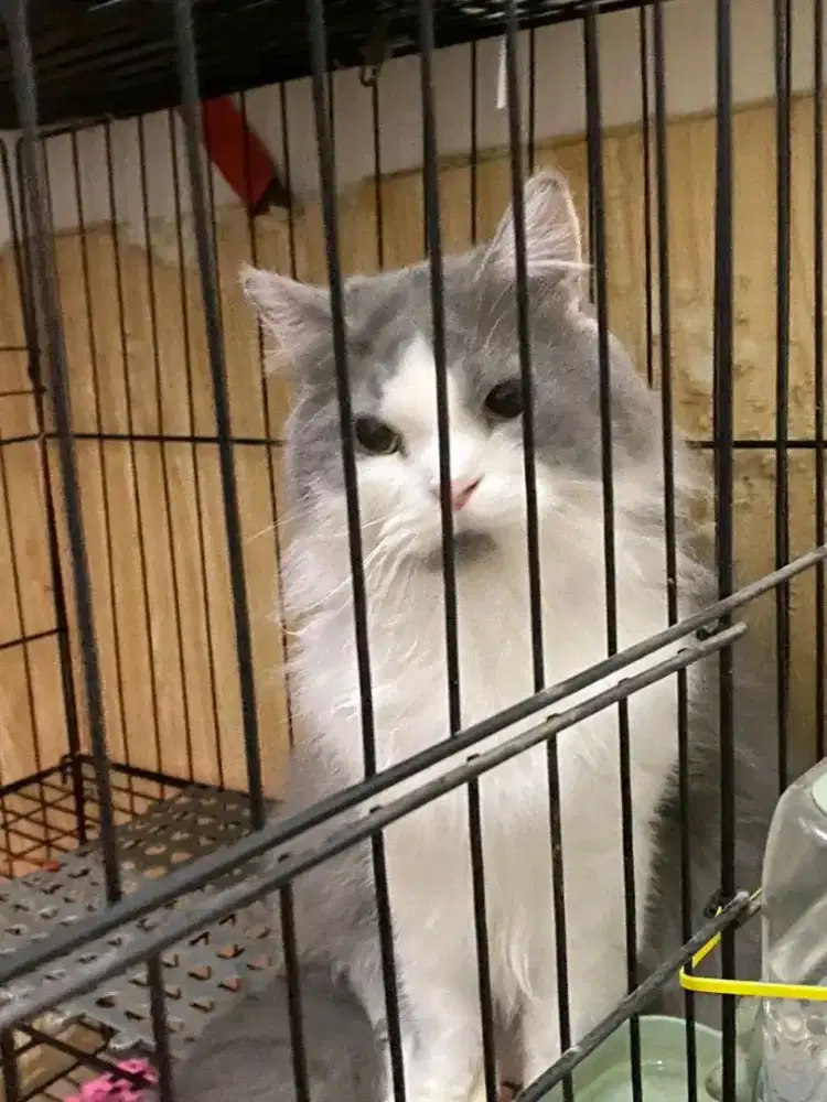 Kucing jantan steril