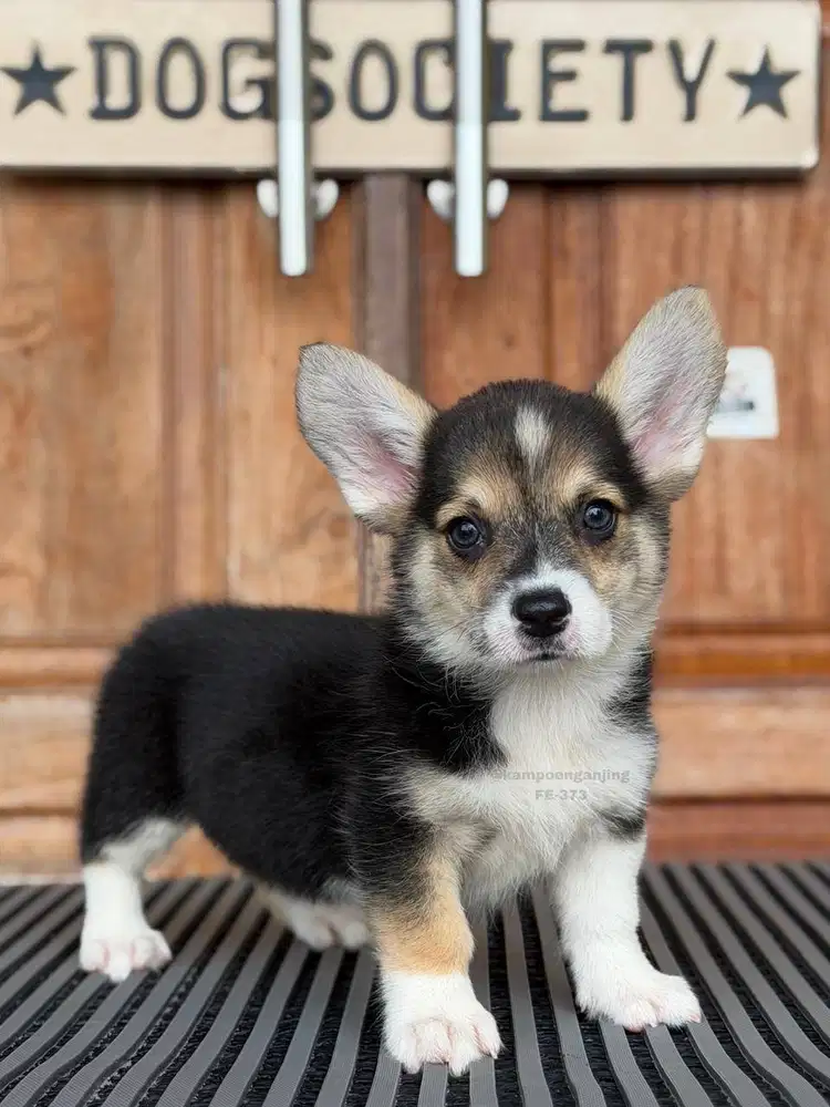 Pembroke Welsh Corgi Puppy Imut