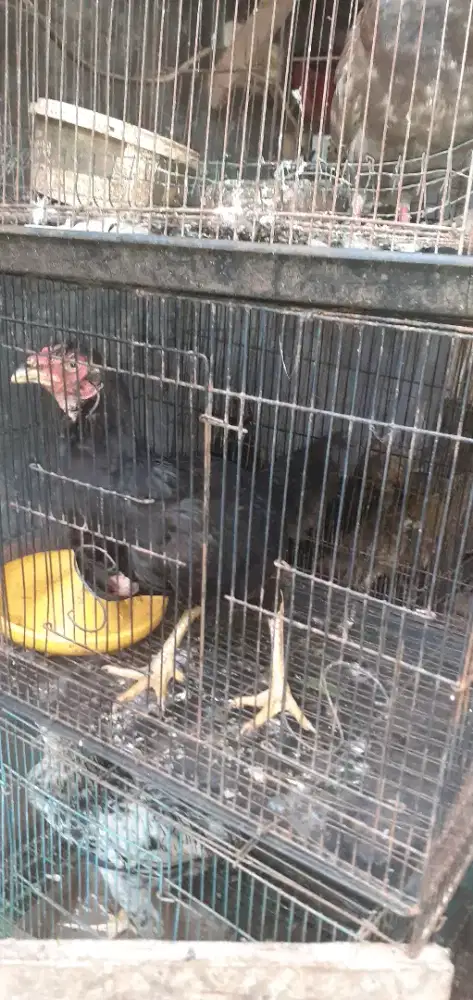Ayam bangkok biang 2ekor