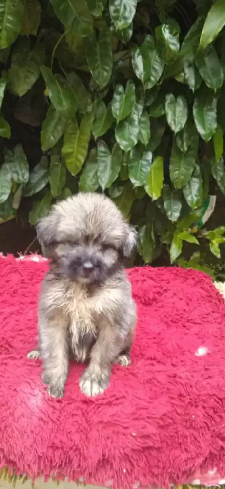 Puppy shintzhu mix pom