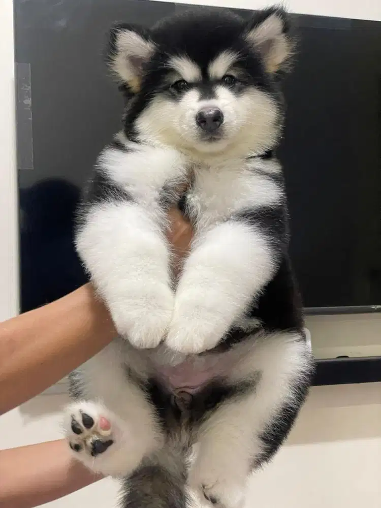 Alaskan malamute big bone