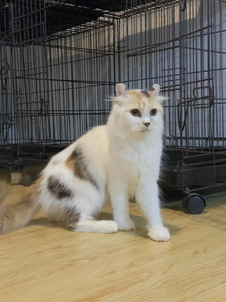 Indukan american curl