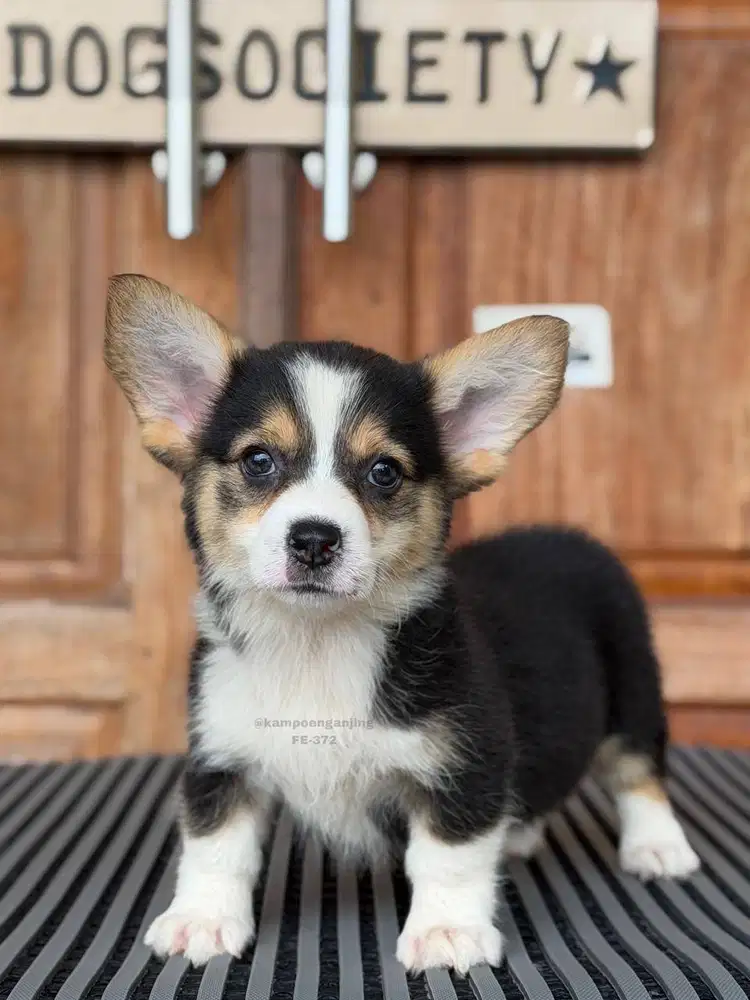 Corgi Pendek Kaki Super Lucu