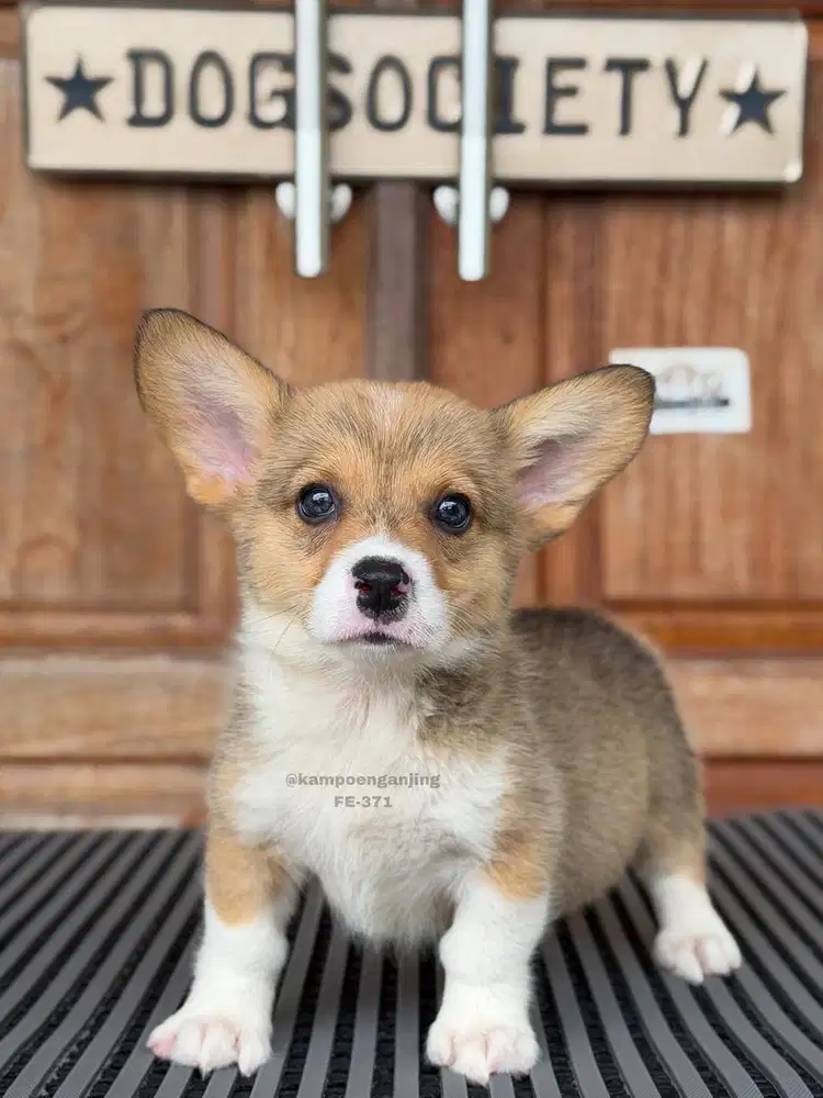Pembroke Corgi Ceria dan Manis7