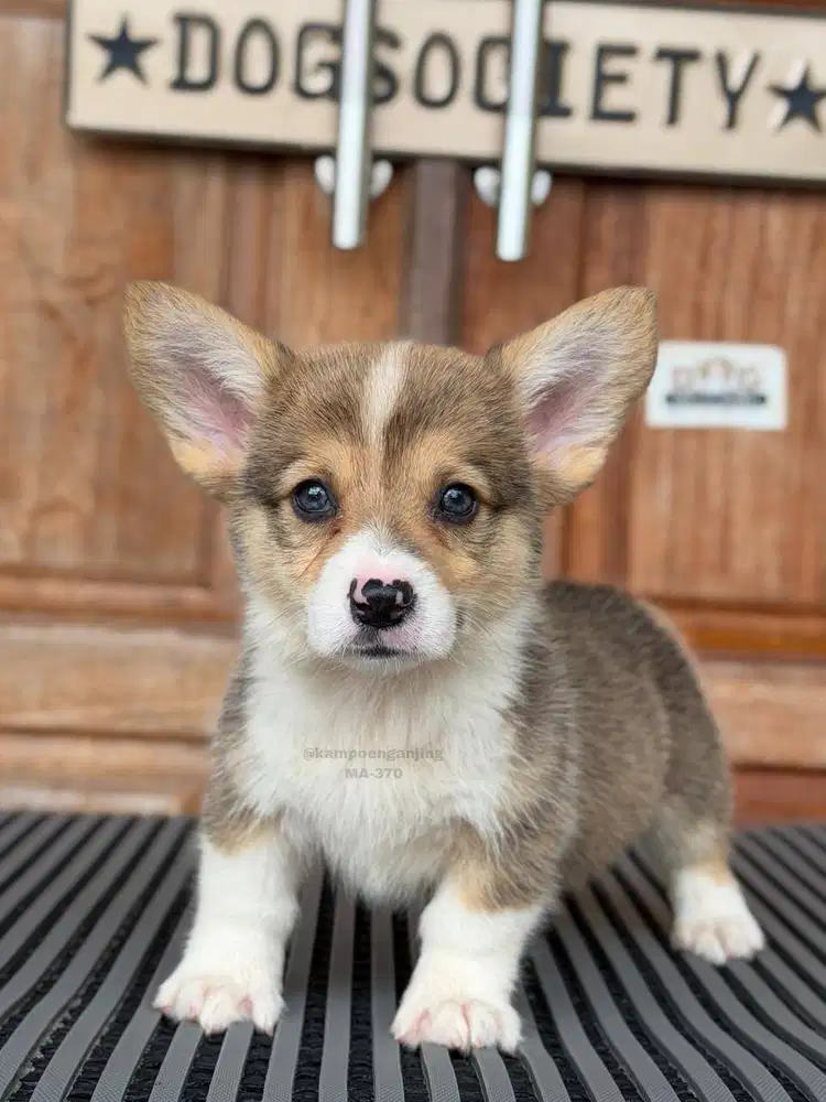 Puppy Corgi Pintar dan Aktif