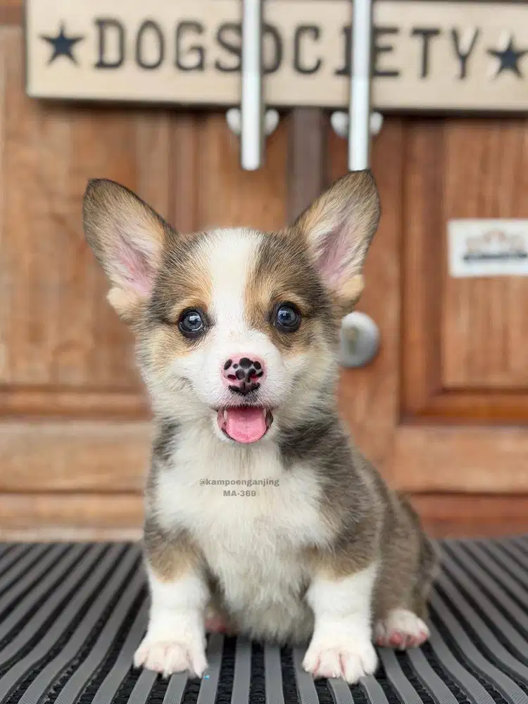 Pembroke Welsh Corgi Menggemaskan