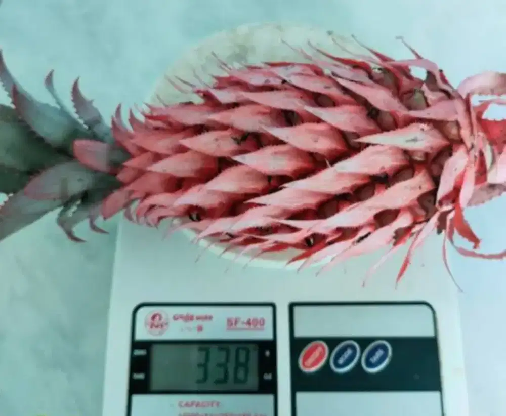 Jual buah nanas muda / nanas merah herbal