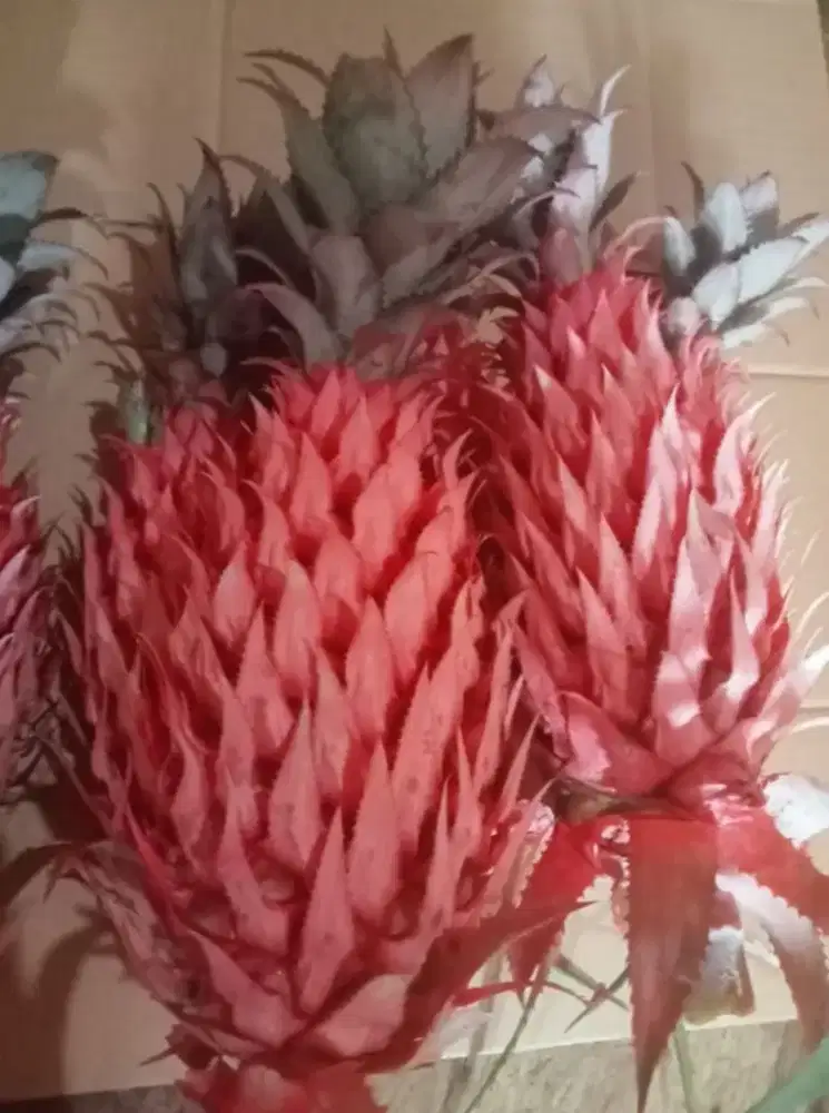 Jual buah nanas merah | nanas muda herbal