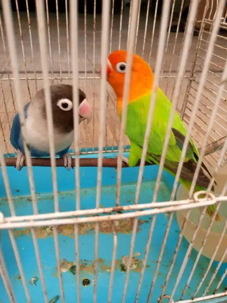 Lovebird+ kandang